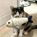 么凹猫头像