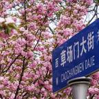 萧寒声头像