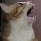 万漫丛中过头像