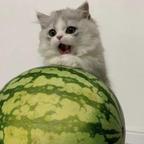 脆弱的肠胃头像