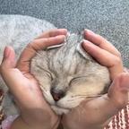柚子西米露头像