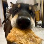 汪汪汪头像