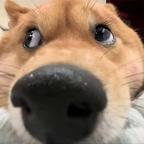 六叶qwq头像