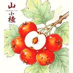 山小楂头像