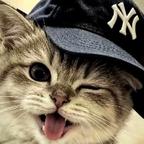 小猫咪真可爱头像