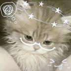 猫的史很臭头像
