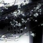 竹.头像