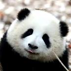 奔跑的罐子头像