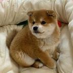 顺头像