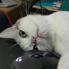 天花猫头像