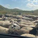 噜噜啦头像