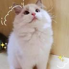 我有一屋的猫头像