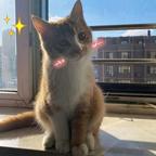 福气猫猫头像