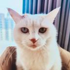 刺猬小姐头像