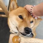 Yang头像