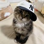 盐焗鸡头像
