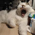 看客头像