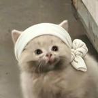 屎到淋头也要搅便头像