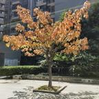 乌兰巴托的夜头像