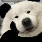 离默头像