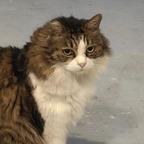 猫儿头像