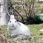 香香兔头像