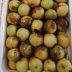 小可爱的沾化冬枣头像