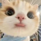 晚安叮叮车头像