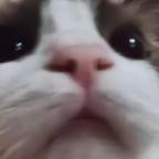 咯咯哒头像