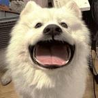 呆呆熊头像
