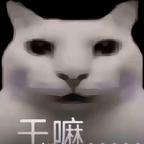 蓝桉头像