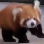 qpwoeiry头像