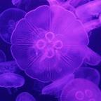 于小傲头像