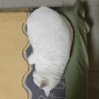 maomao小晶头像