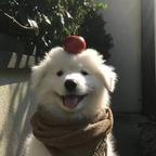 反季的玫瑰头像