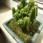 @圆圆头像