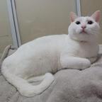 大笨猫爱小傻白头像