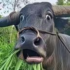 万国商会头像