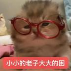 麦麦头像