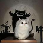 血夜之风头像