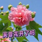 芙蓉花开了吗？头像