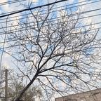 枯樹生花头像
