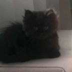 猫er头像