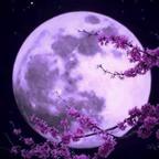 辉的花絮头像