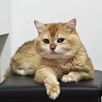 小包爱吃猫条头像