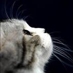 招财猫。头像