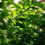 蠢粹⚔️看剧（禁言）头像