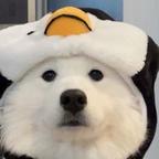 冰糖炖雪梨头像