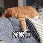 落落0320头像