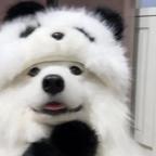 幸福小小狗头像